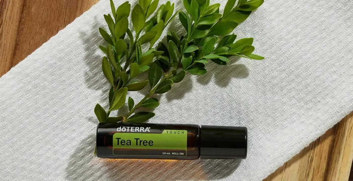 Flasche mit Tee-Baum-Öl neben frischen Teebaumblättern